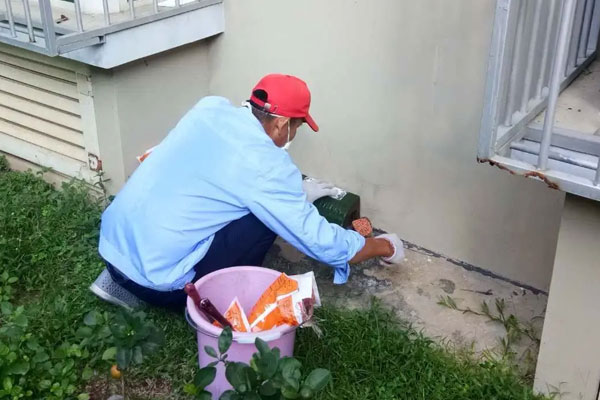 滅鼠公司哪家靠譜24小時服務